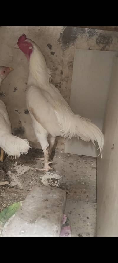 Heera aseel breeder pair