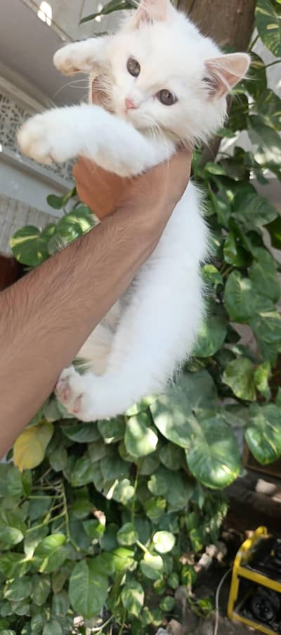 persian kitten  punch face