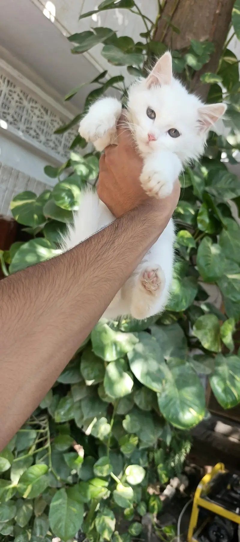 persian kitten  punch face — photo 2
