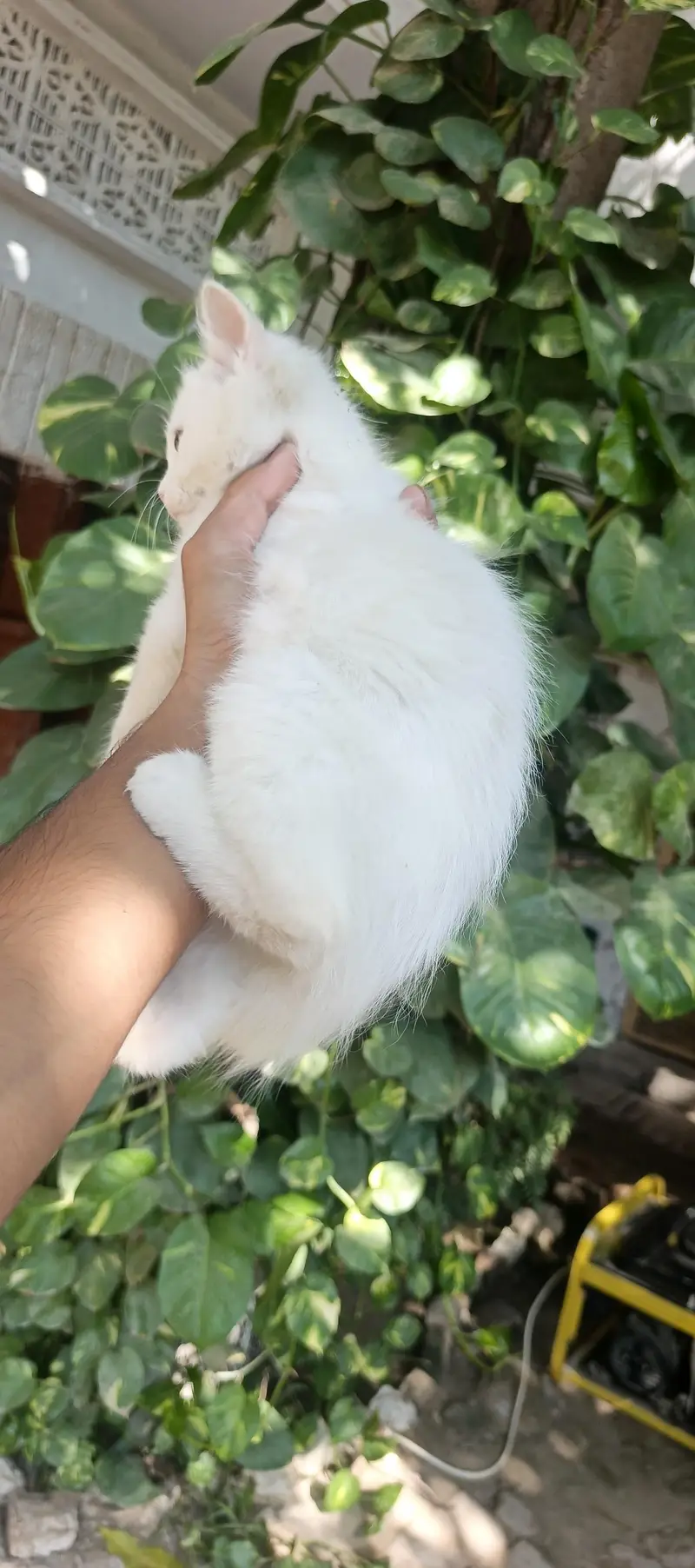 persian kitten  punch face — photo 3