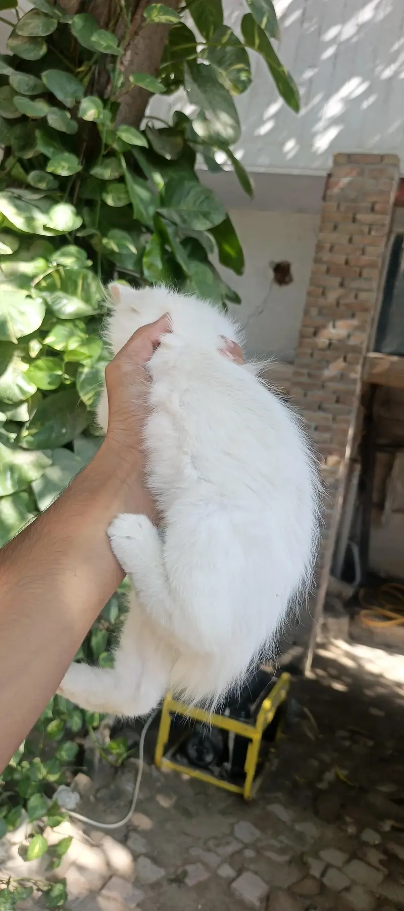 persian kitten  punch face — photo 4