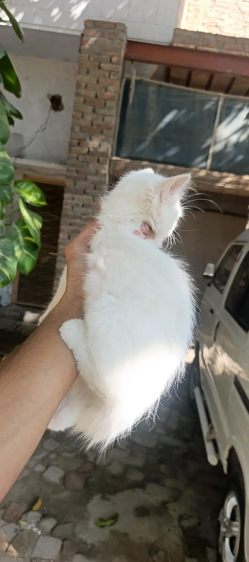 persian kitten  punch face — photo 5