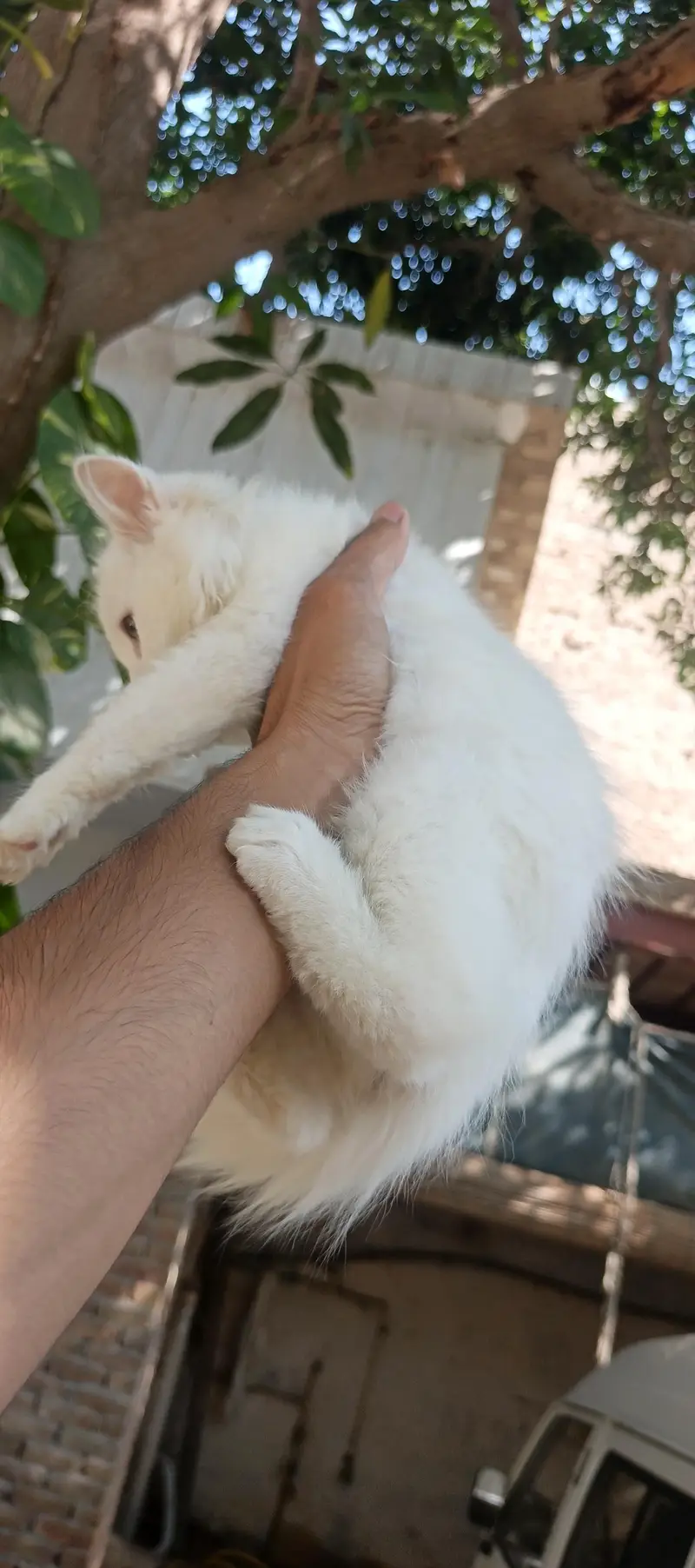 persian kitten  punch face — photo 6