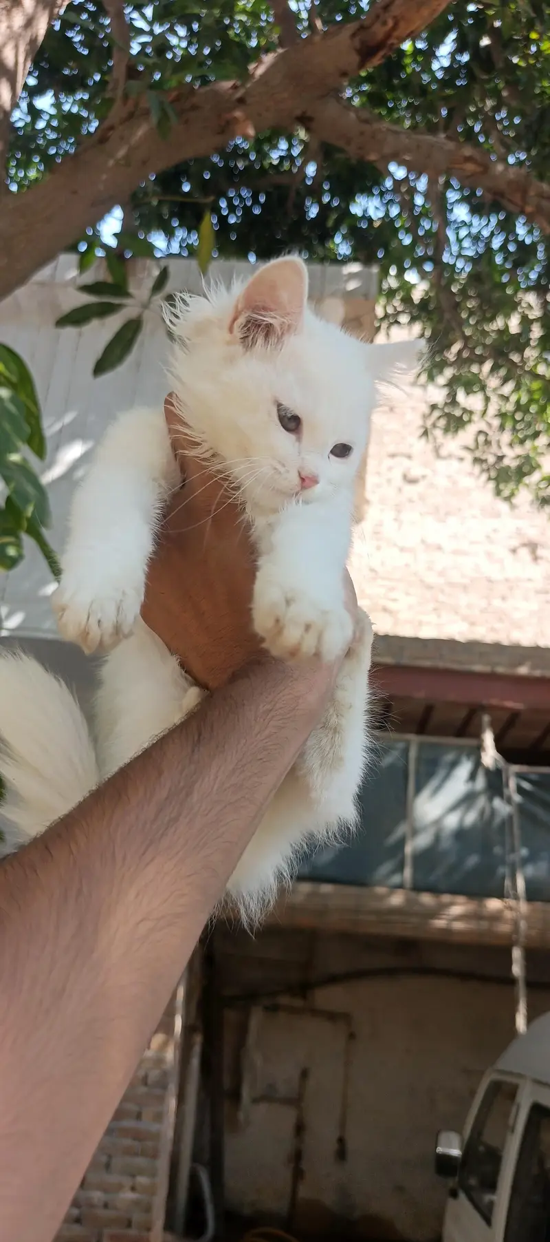 persian kitten  punch face — photo 7