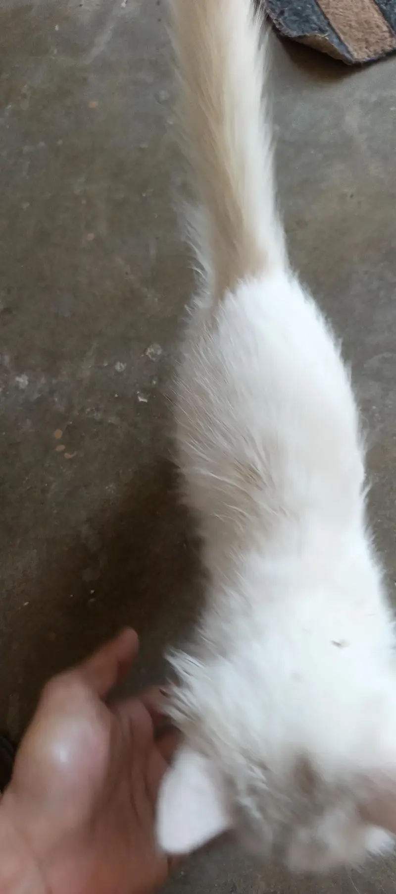 persian kitten  punch face — photo 8