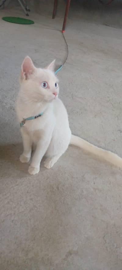 Persian Himalayan Cat for Sale 