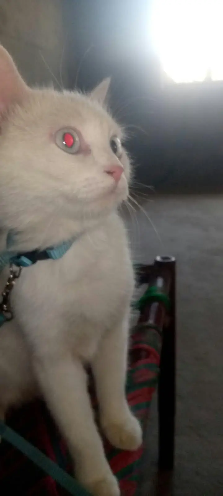 Persian Himalayan Cat for Sale  — photo 2