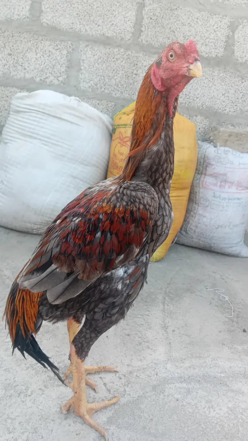 BIG ASEEL ROOSTER HEAVY QUALITY — photo 2