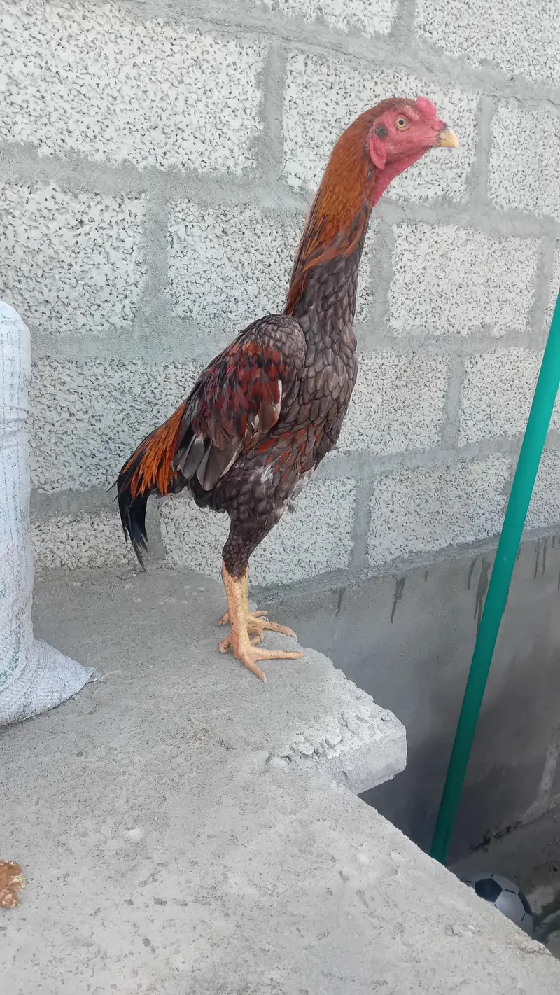 BIG ASEEL ROOSTER HEAVY QUALITY — photo 3