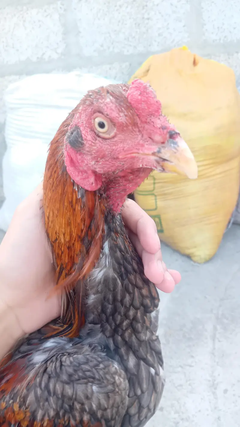 BIG ASEEL ROOSTER HEAVY QUALITY — photo 4