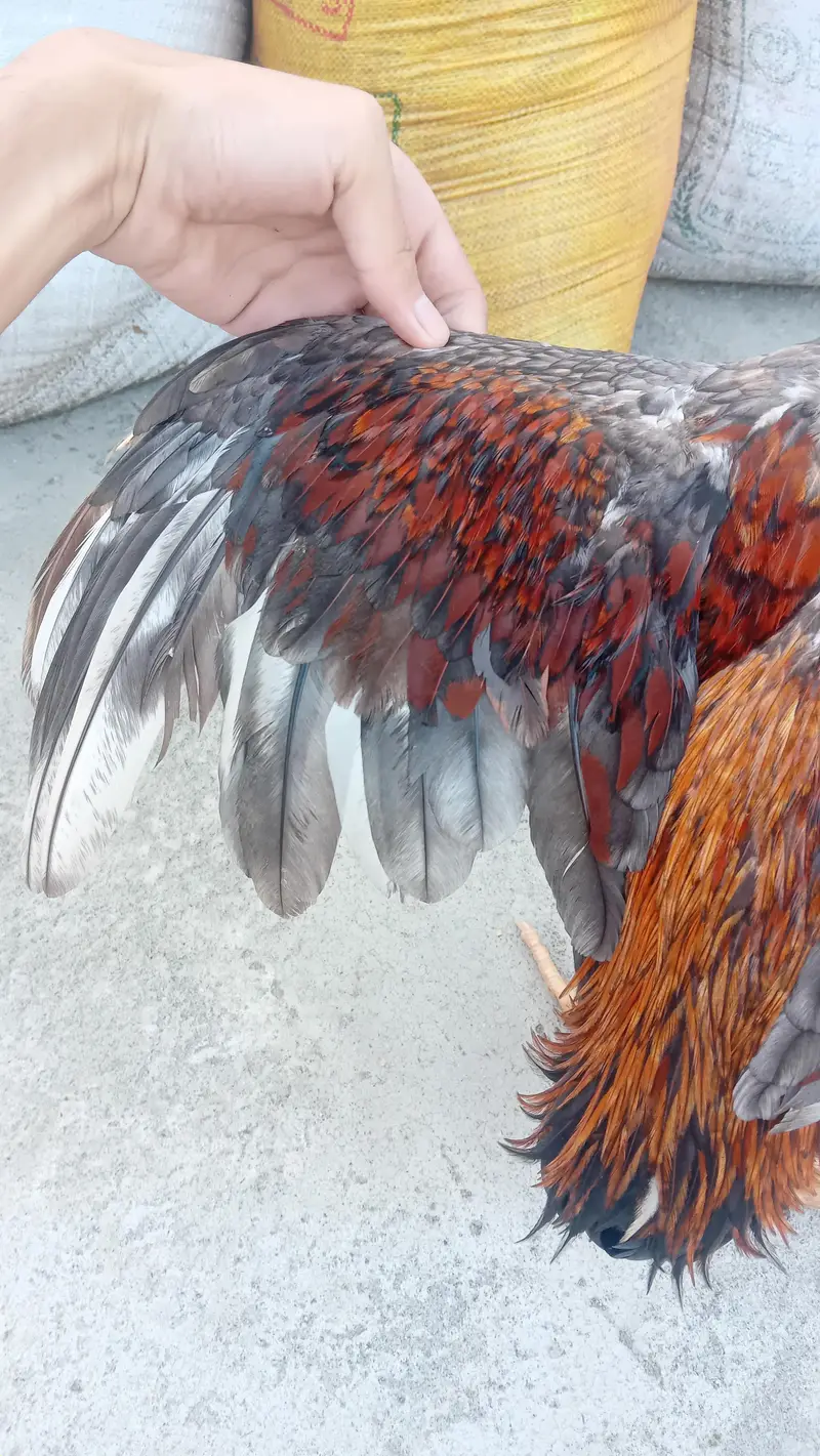 BIG ASEEL ROOSTER HEAVY QUALITY — photo 7