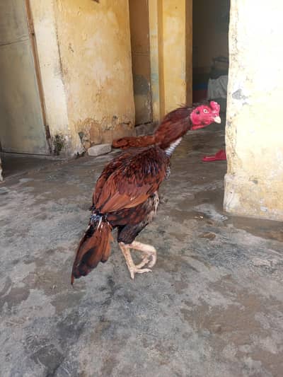 Aseel murga for sale urgent loc WAH CANTT 03125641760
