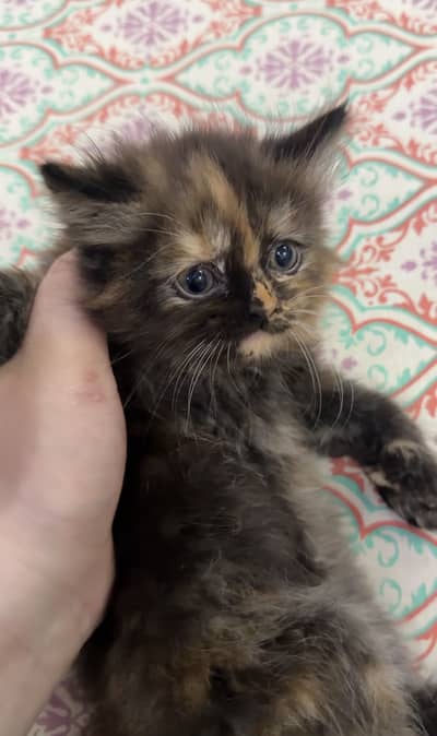 Pair Kitten for sell
