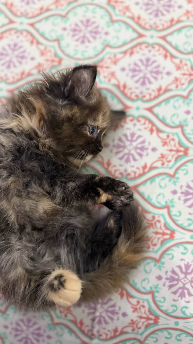 Pair Kitten for sell 1