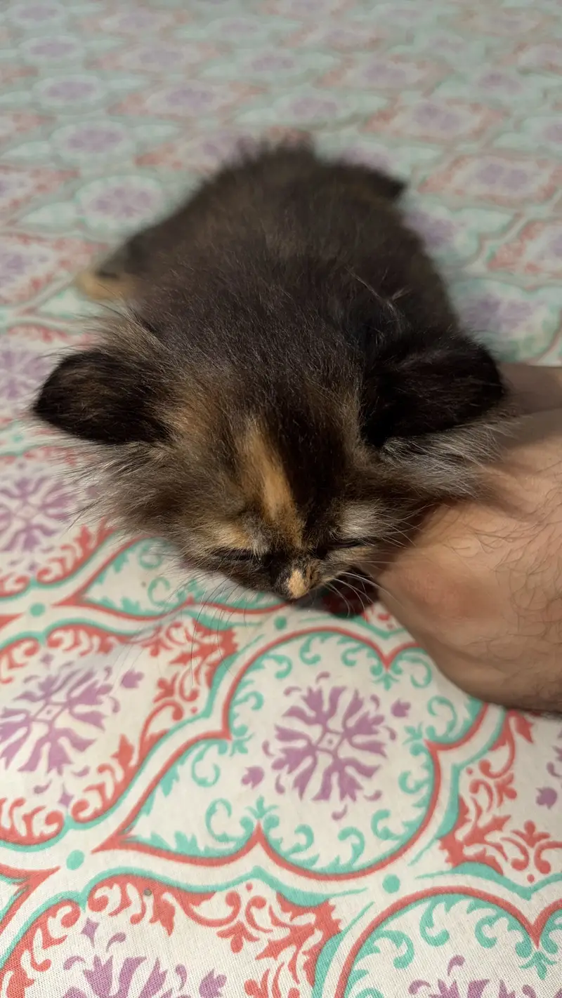Pair Kitten for sell — photo 3