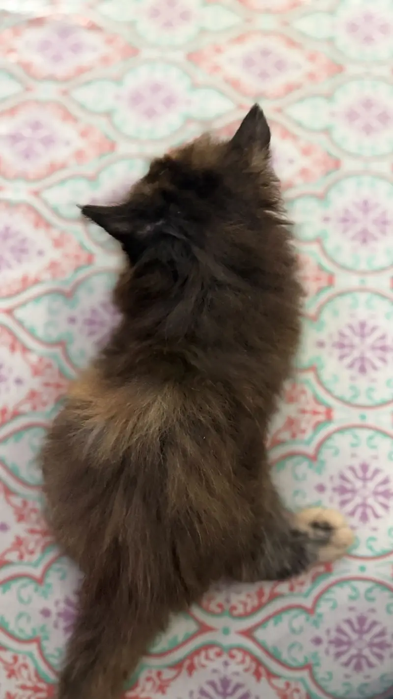 Pair Kitten for sell — photo 4