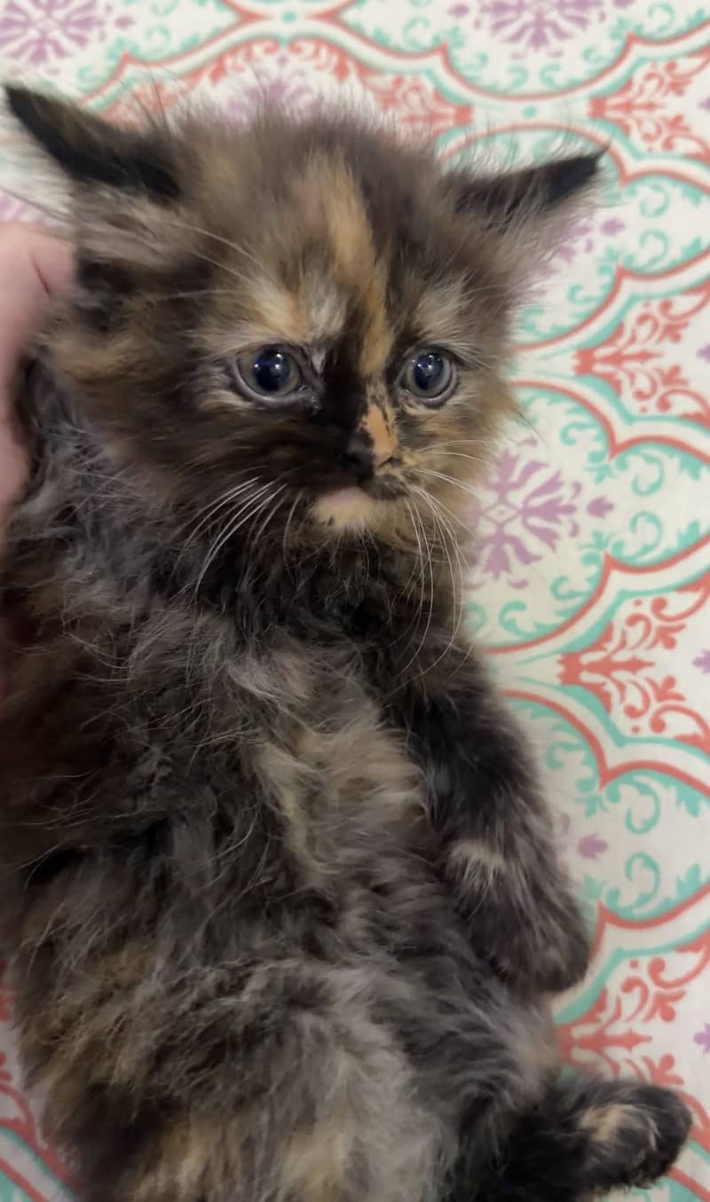Pair Kitten for sell 4