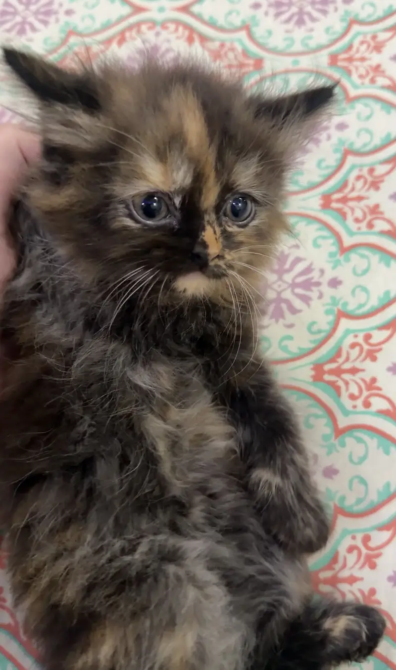 Pair Kitten for sell — photo 5
