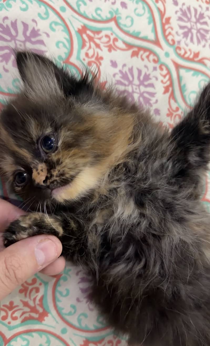 Pair Kitten for sell 5