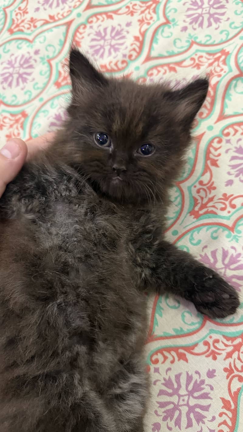 Pair Kitten for sell 6
