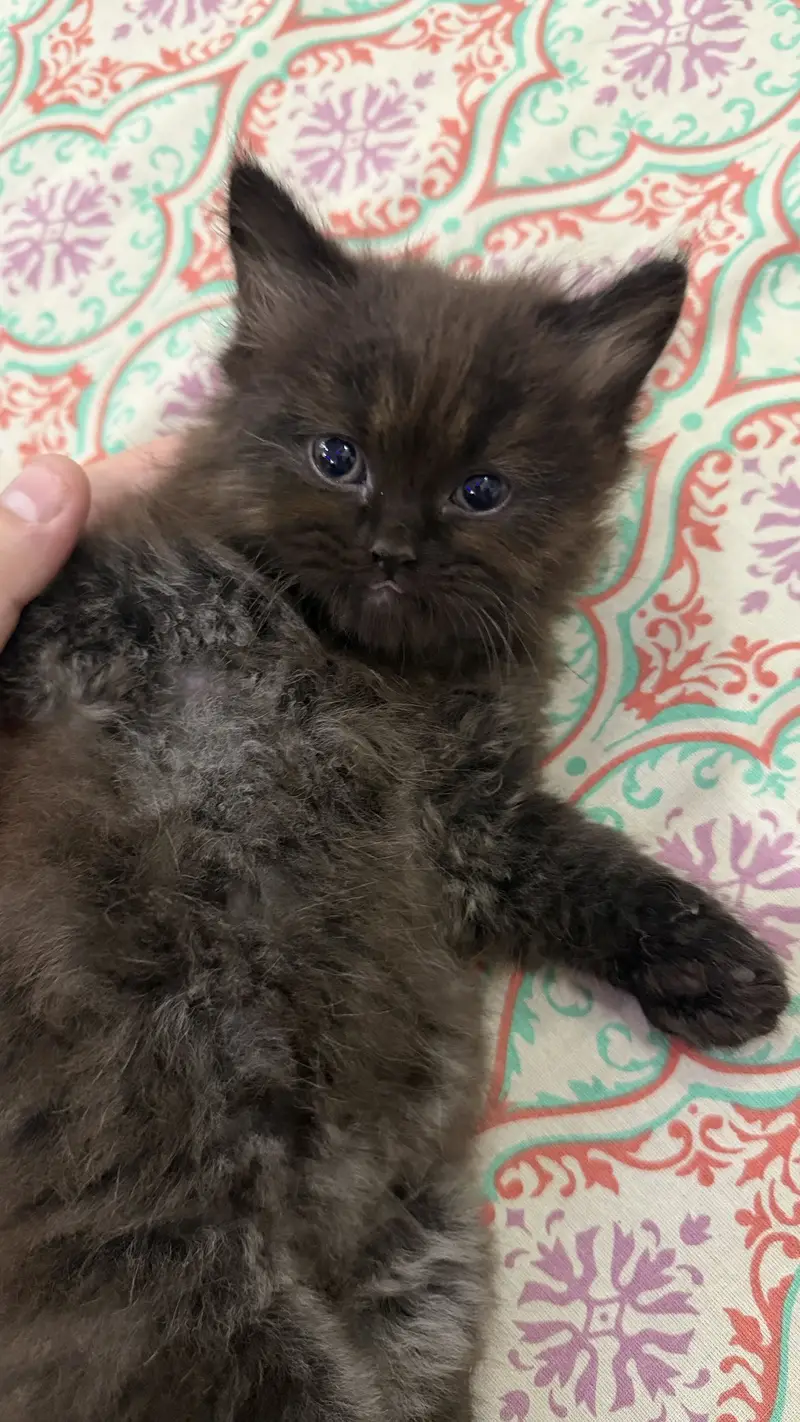 Pair Kitten for sell — photo 7