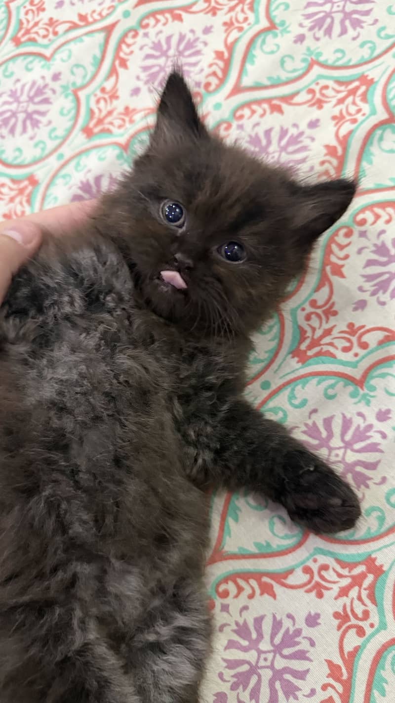 Pair Kitten for sell 7