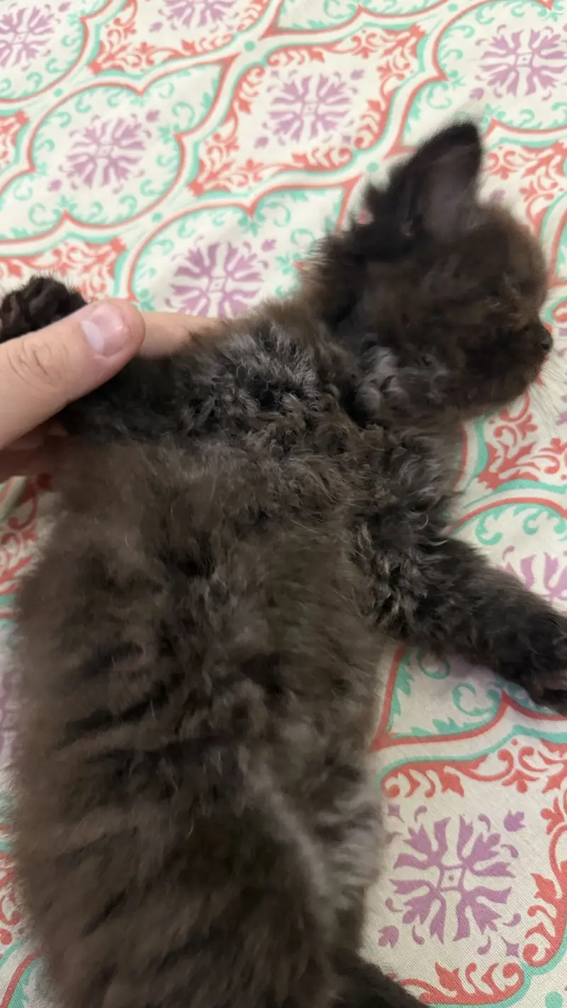 Pair Kitten for sell — photo 9