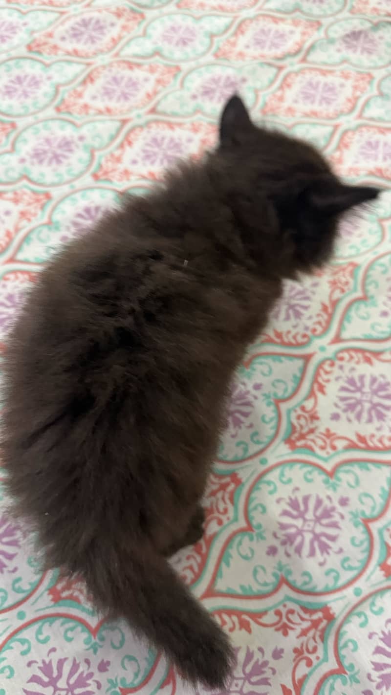 Pair Kitten for sell 9