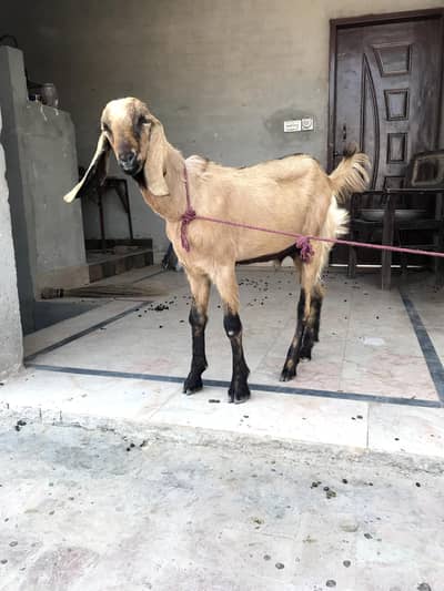 Teddy Male Goat For Qurbani 2027