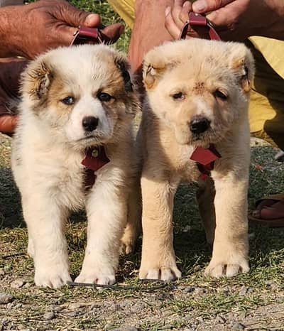 King alabai dogs male female age 2 month for sale