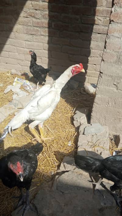 white Shamo pahta