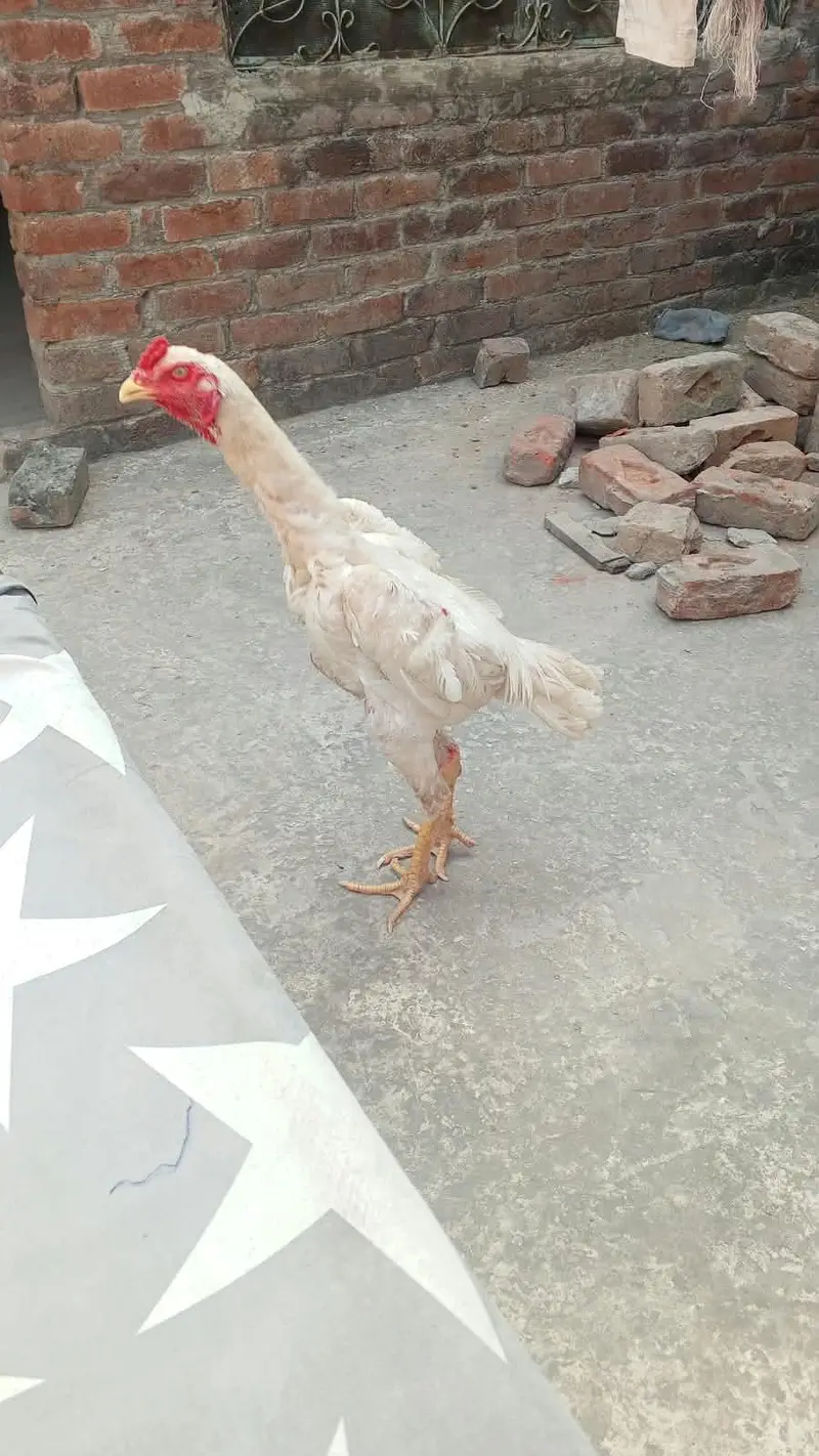 white Shamo pahta — photo 2