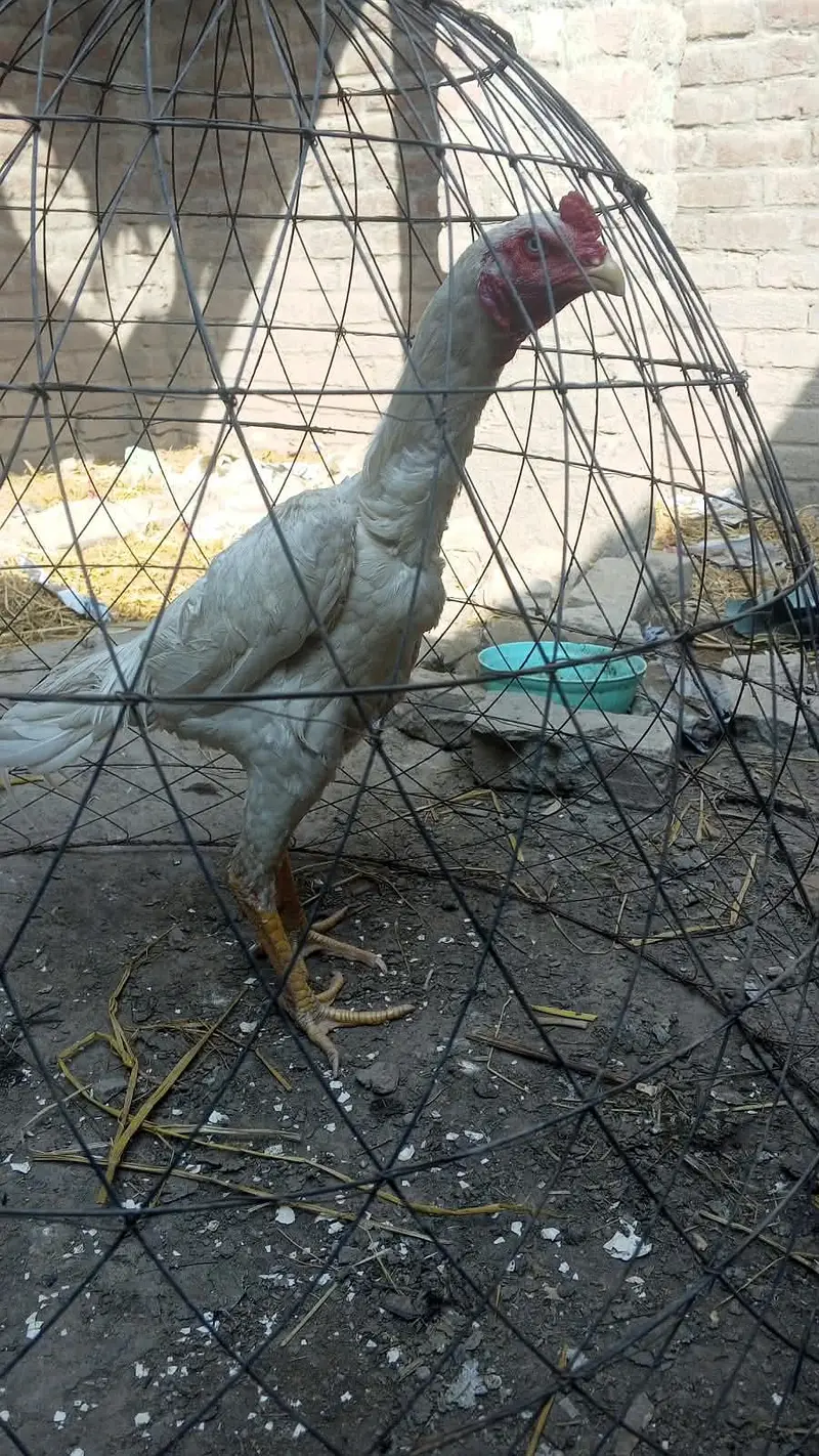white Shamo pahta — photo 3