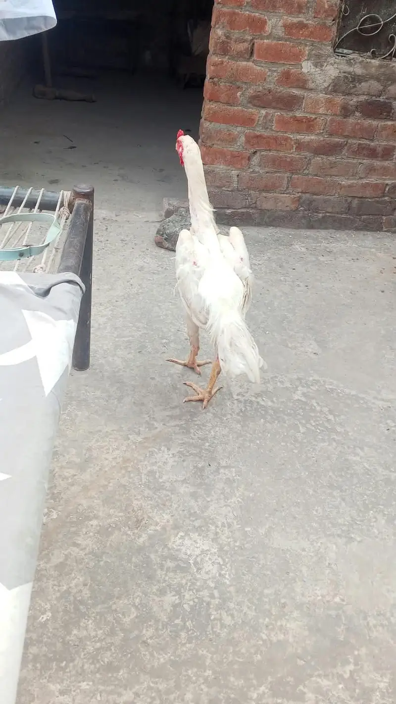 white Shamo pahta — photo 4