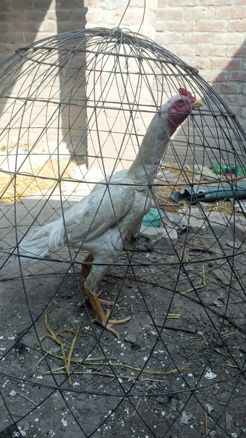 white Shamo pahta — photo 5