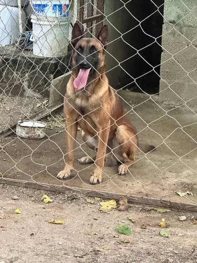 Working line Belgian Malinois