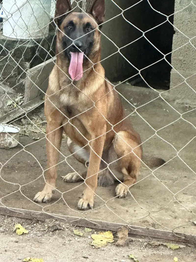 Working line Belgian Malinois — photo 2