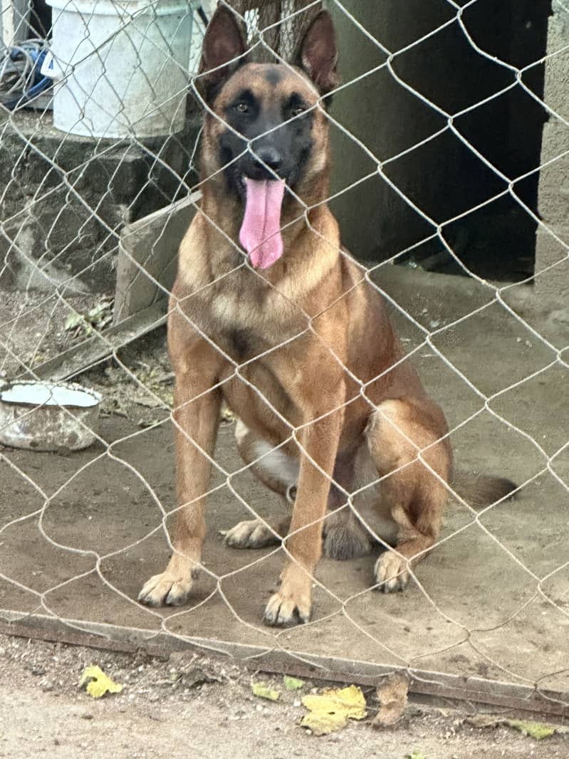 Working line Belgian Malinois 2