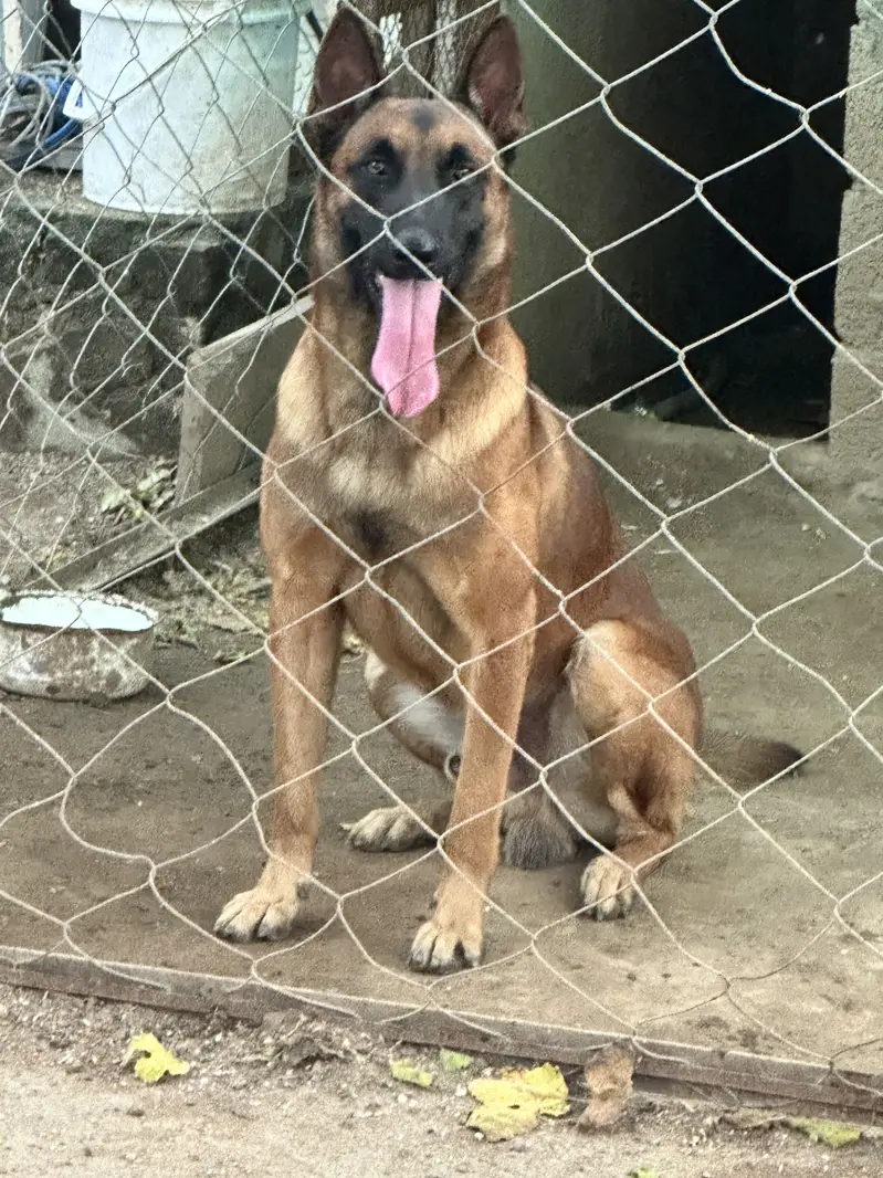 Working line Belgian Malinois — photo 3