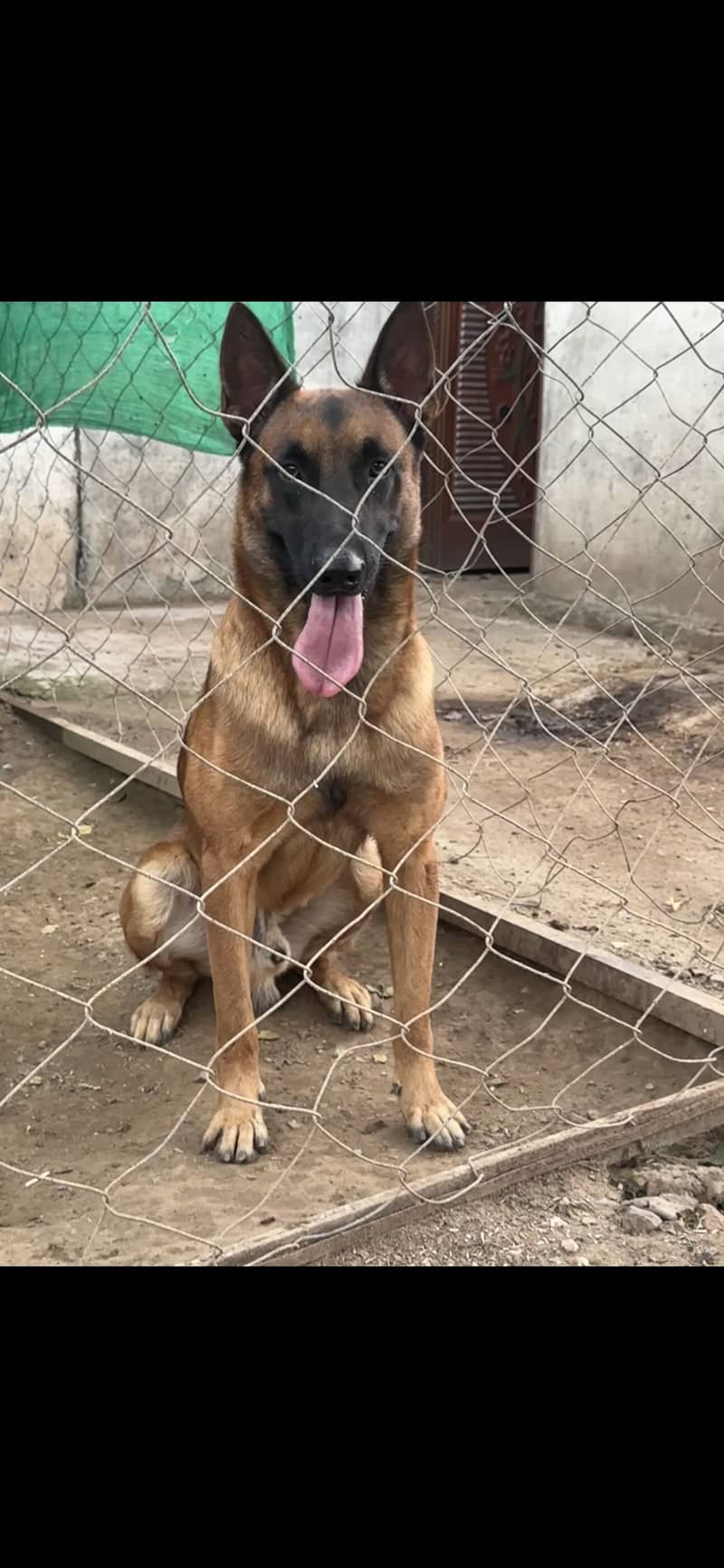 Working line Belgian Malinois 3
