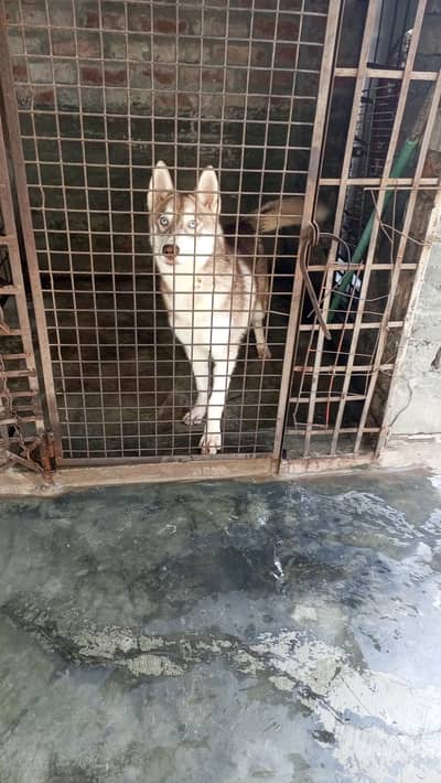 Male and female available