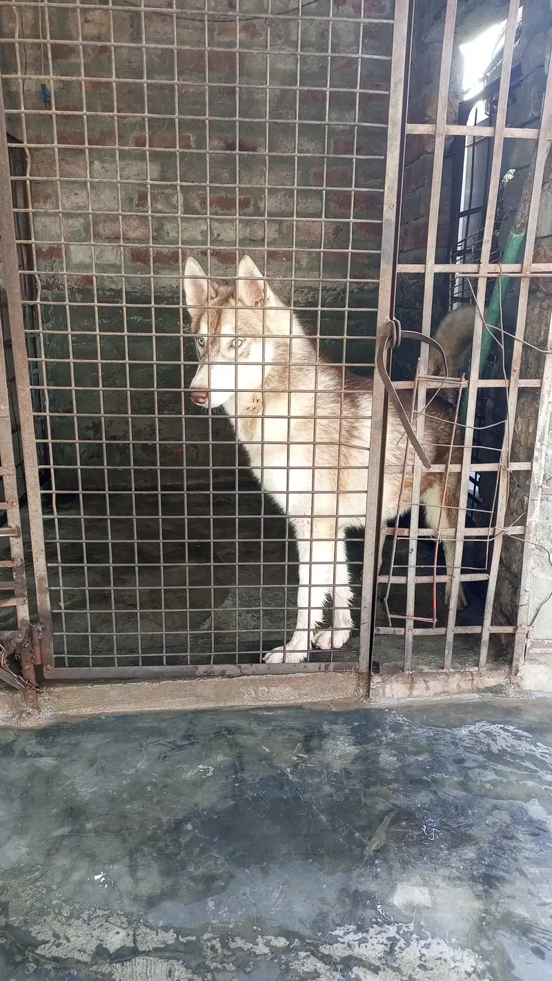 Male and female available — photo 2