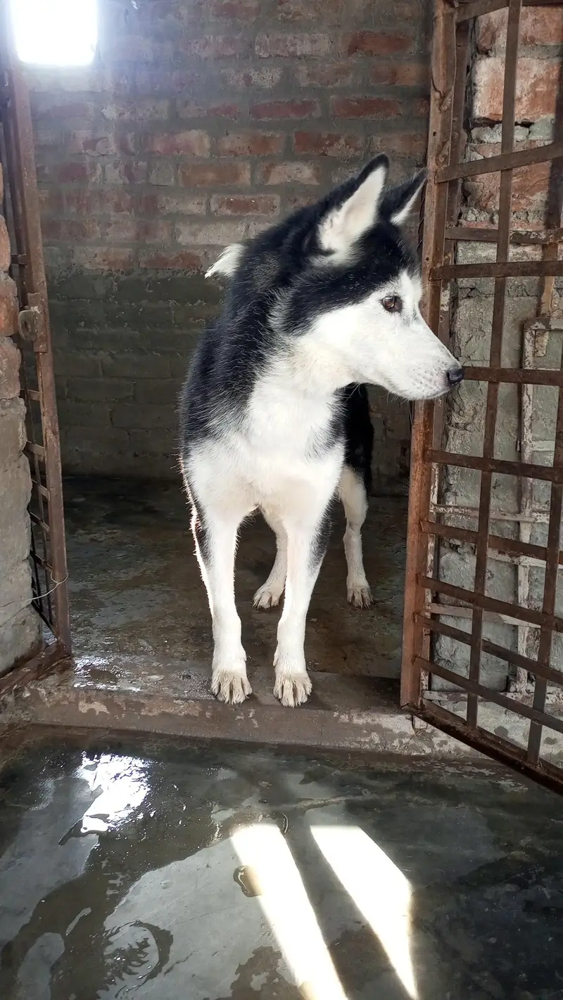 Male and female available — photo 3