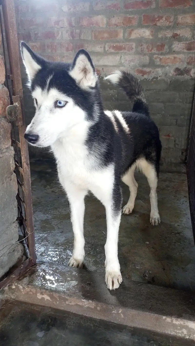 Male and female available — photo 4