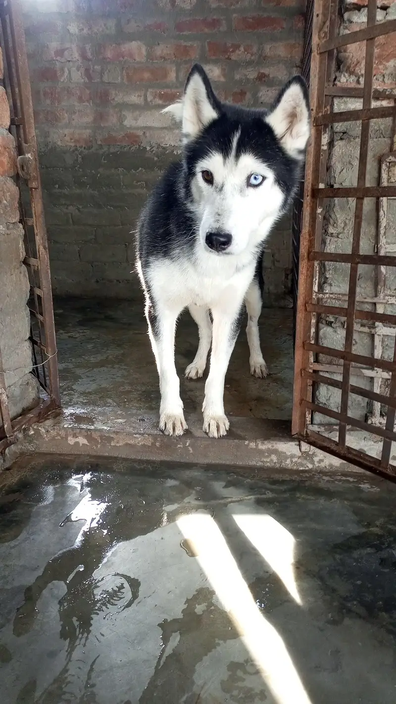 Male and female available — photo 5