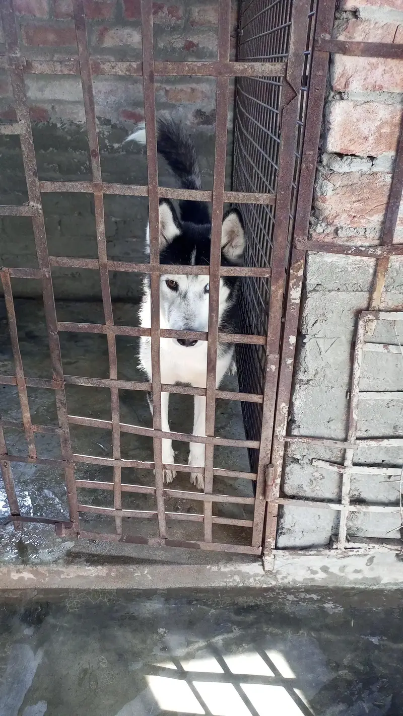 Male and female available — photo 6
