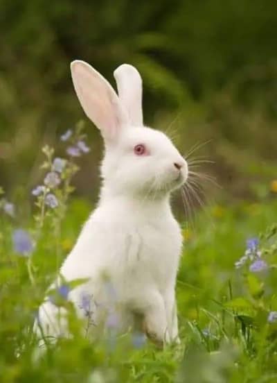 white rabbits, red eyes
