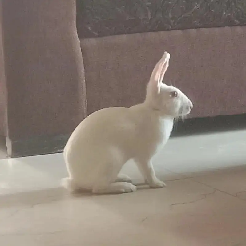 white rabbits, red eyes — photo 2