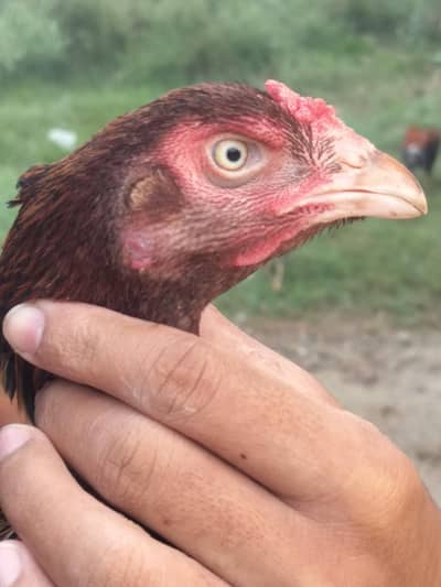 mianwali breed ha