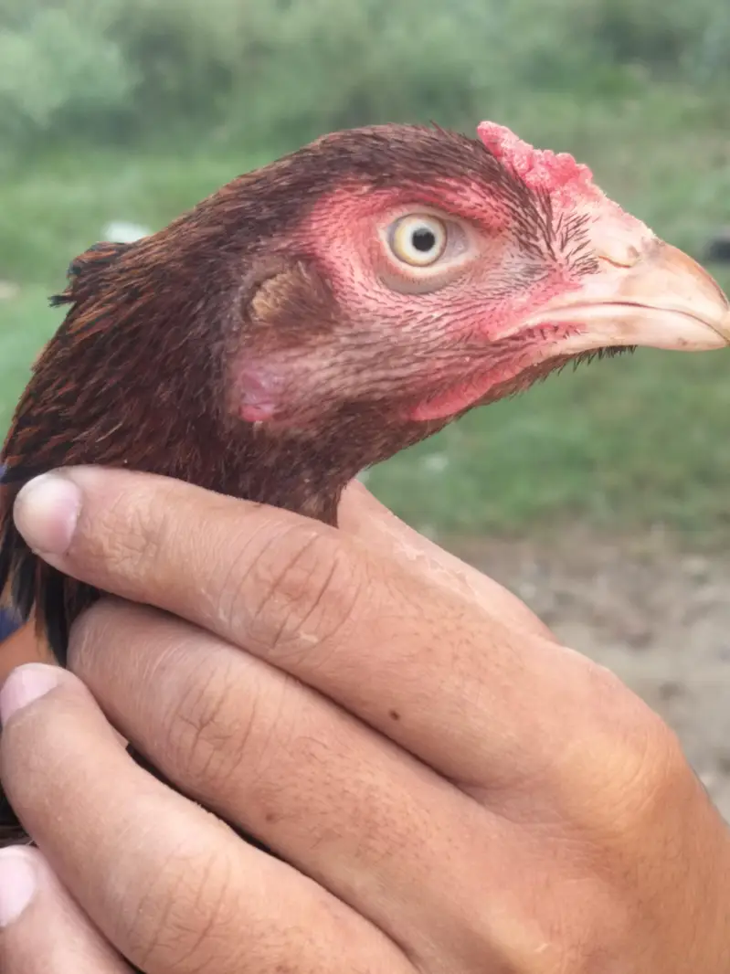 mianwali breed ha — photo 2